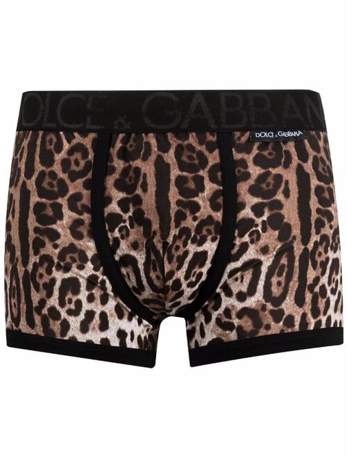 Dolce & Gabbana leopard-print boxer trunks