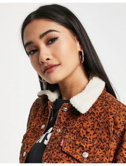 sherpa collar denim jacket in leopard print